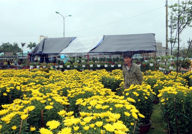 Những ngày cận Tết, trời mưa kéo dài tại nhiều tỉnh miền Trung nên lượng người mua giảm. Sáng 26/1 (29 Tết), trời rực nắng khiến mặt hàng này sôi động trở lại.