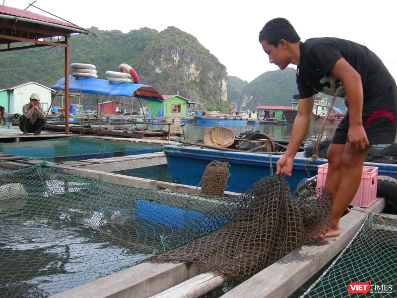 Việt Nam còn nhiều việc cần làm để bảo đảm an toàn thực phẩm bằng kiểm soát “đầu vào” nguyên liệu thức ăn chăn nuôi. Ảnh: Quốc Dũng