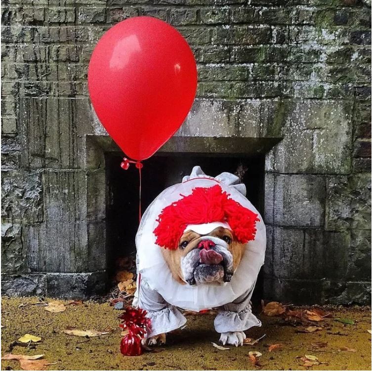 Ảnh: https://www.instagram.com/kingmajesty_and_princessrose/