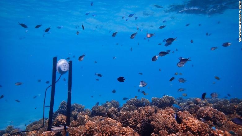 Sau khi thí nghiệm được tiến hành, số lượng cá đến các rạn san hô tăng lên gấp đôi (Ảnh: CNN)