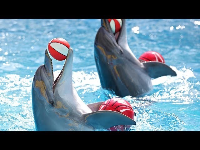 Cá heo biểu diễn xiếc (Ảnh: tes.com)