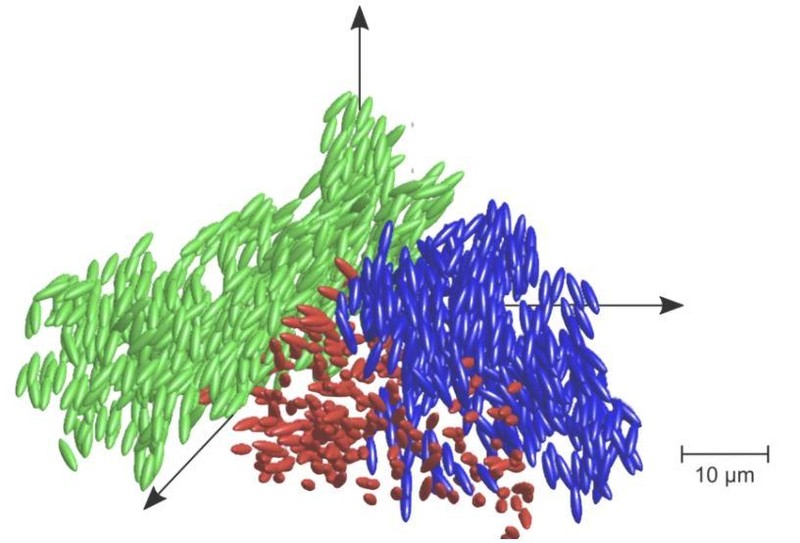 Một sơ đồ cho thấy vị trí và hướng của các hạt hình elip ở trạng thái thủy tinh lỏng (Ảnh: New Atlas)