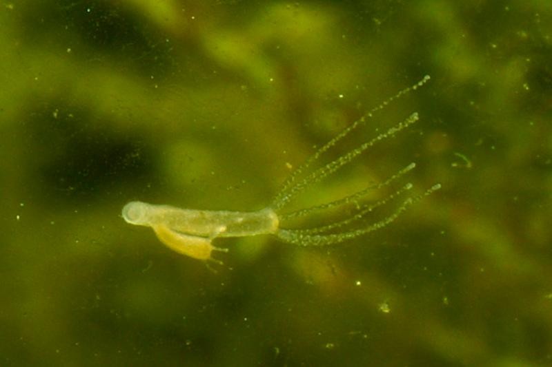 Nhưng con Hydra vulgaris (Ảnh: Science Alert) Nhưng con Hydra vulgaris (Ảnh: Science Alert)