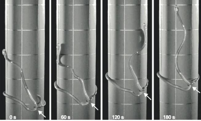 Cách thức di chuyển mới giúp loài rắn có thể leo trèo ở những địa hình khó (Ảnh: Science Alert) Cách thức di chuyển mới giúp loài rắn có thể leo trèo ở những địa hình khó (Ảnh: Science Alert)