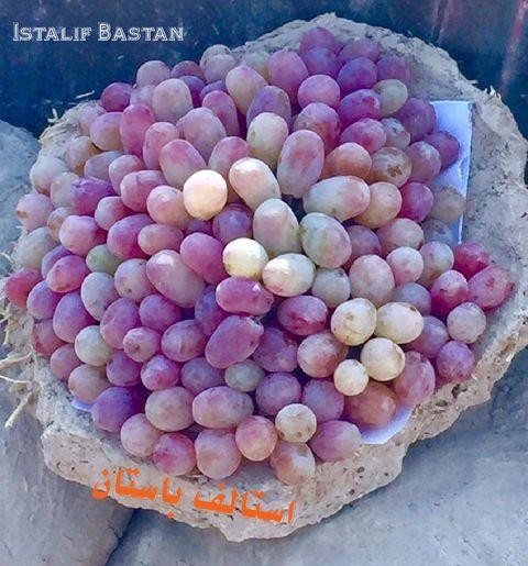 Những quả nho được bảo quản tươi ngon trong Gangina (Ảnh: OC) Những quả nho được bảo quản tươi ngon trong Gangina (Ảnh: OC)