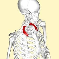 Xương sườn cổ (Ảnh: Hack Spirit) Xương sườn cổ (Ảnh: Hack Spirit)