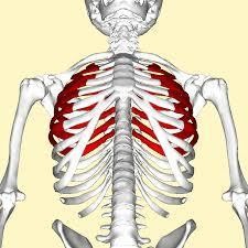 Xương sườn số 13 (Ảnh: Hack Spirit) Xương sườn số 13 (Ảnh: Hack Spirit)