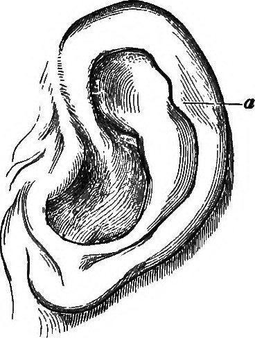 Điểm Darwin (Ảnh: Hack Spirit) Điểm Darwin (Ảnh: Hack Spirit)