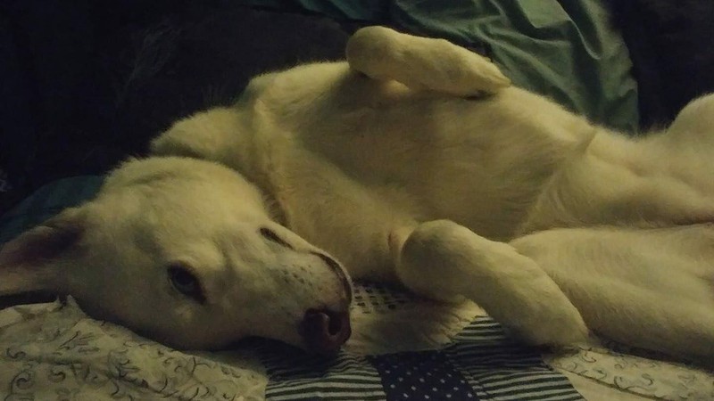 Theo một nghiên cứu được công bố vào năm ngoái, những chú chó ngày nay đều có nguồn gốc từ một quần thể sói cổ đại (Ảnh: ArsTechnica) Theo một nghiên cứu được công bố vào năm ngoái, những chú chó ngày nay đều có nguồn gốc từ một quần thể sói cổ đại (Ảnh: ArsTechnica)