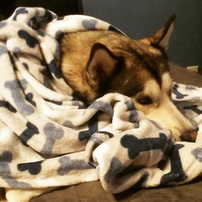 Châu Mỹ là một trong những khu vực cuối cùng trên thế giới được con người đến định cư. Nhiều khả năng những người đầu tiên đến đây đã nuôi chó để làm người bạn đồng hành khi bước chân đến một vùng đất mới (Ảnh: ArsTechnica) Châu Mỹ là một trong những khu vực cuối cùng trên thế giới được con người đến định cư. Nhiều khả năng những người đầu tiên đến đây đã nuôi chó để làm người bạn đồng hành khi bước chân đến một vùng đất mới (Ảnh: ArsTechnica)