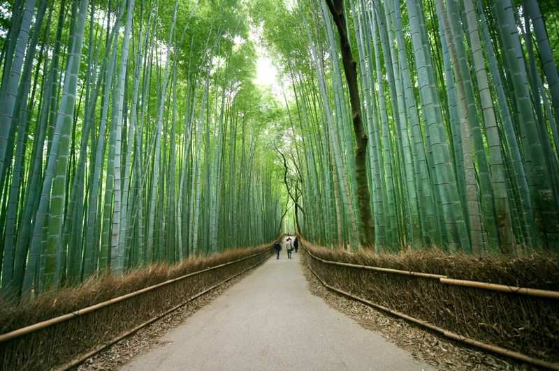 Ảnh: Inside Tokyo Ảnh: Inside Tokyo