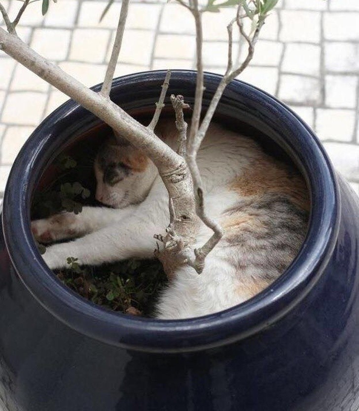 Ảnh: BrightSide Ảnh: BrightSide