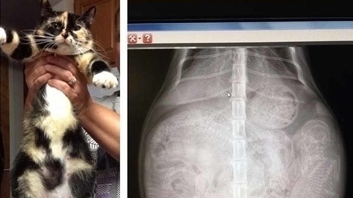 Ảnh: BrightSide Ảnh: BrightSide