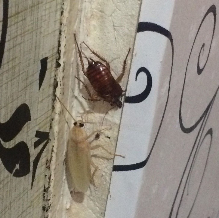 Ảnh: BrightSide Ảnh: BrightSide