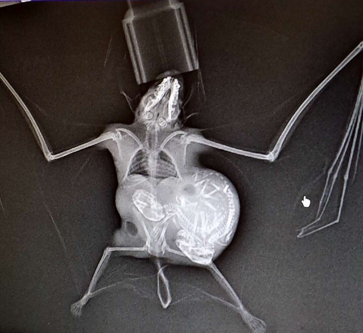 Ảnh: BrightSide Ảnh :BrightSide