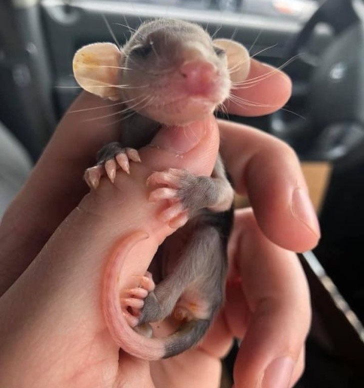 Ảnh: BrightSide Ảnh :BrightSide