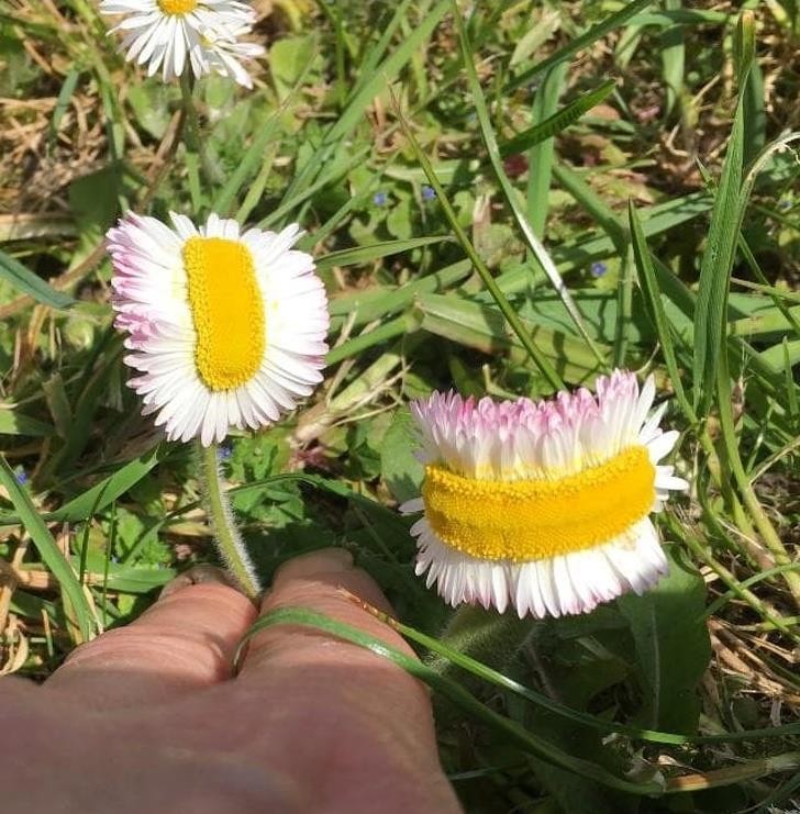Ảnh: BrightSide Ảnh: BrightSide