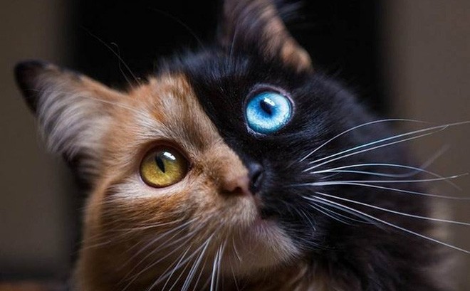 Ảnh: BrightSide Ảnh: BrightSide