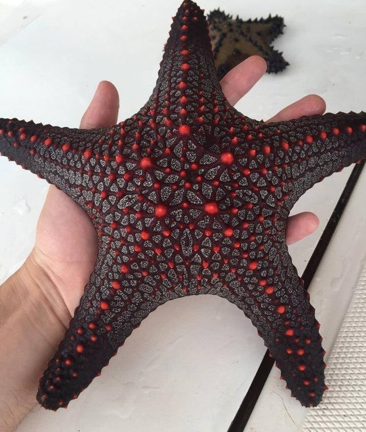 Ảnh: BrightSide Ảnh: BrightSide