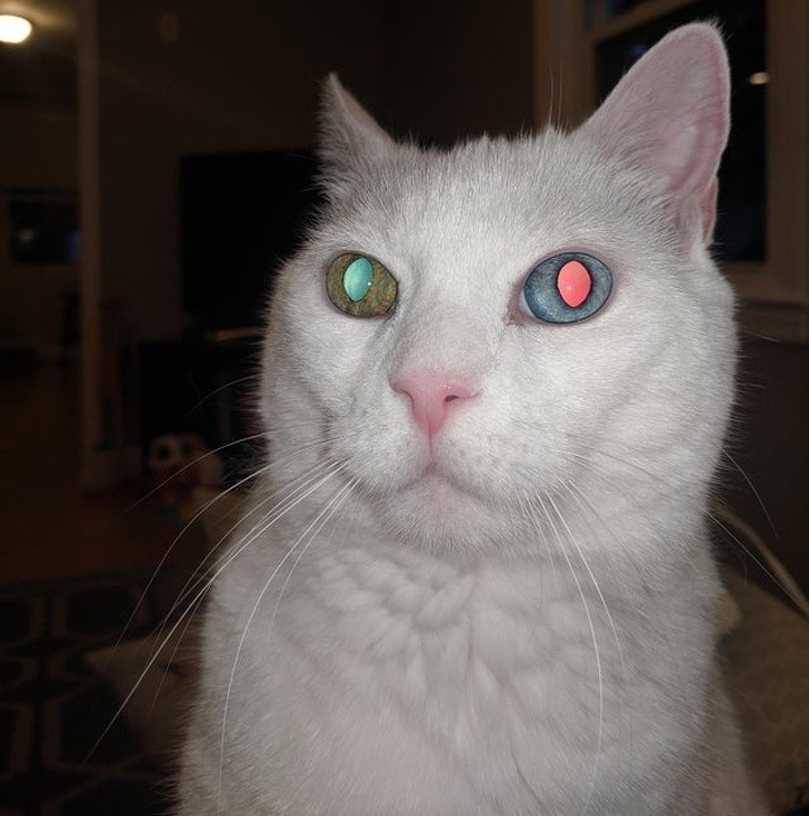 Ảnh: BrightSide Ảnh: BrightSide