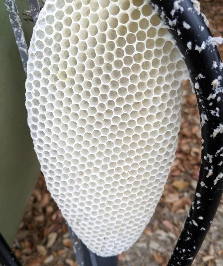 Ảnh: BrightSide Ảnh: BrightSide