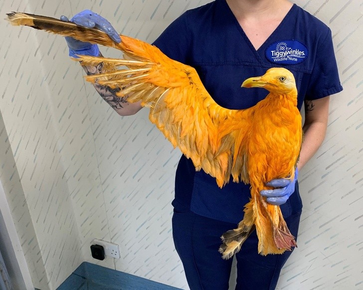 Ảnh: BrightSide Ảnh: BrightSide