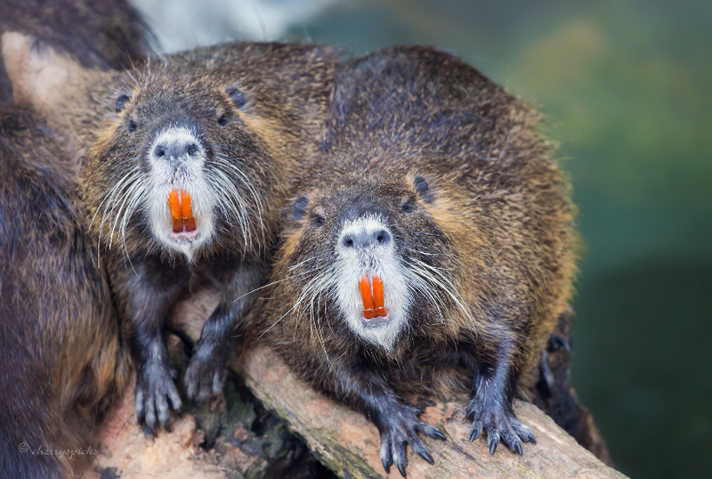 Ảnh: BrightSide Ảnh: BrightSide