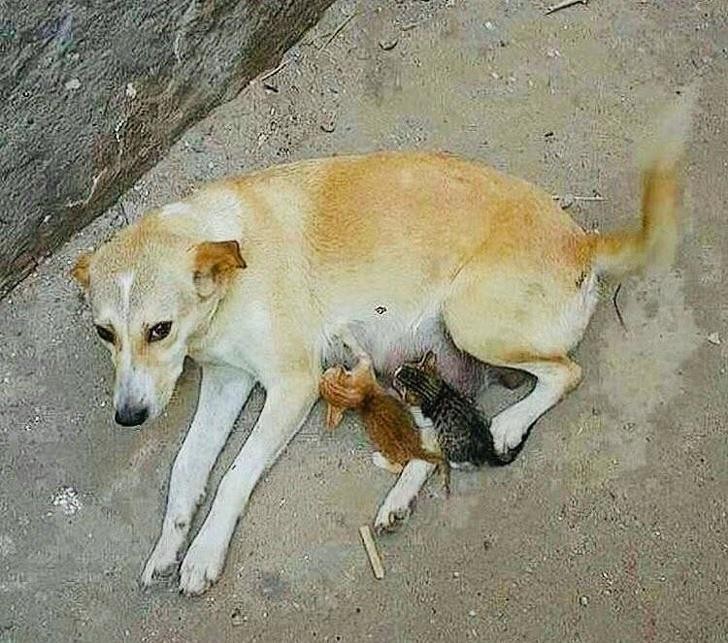 Ảnh: BrightSide Ảnh: BrightSide