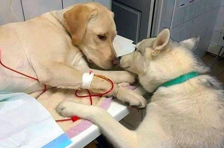 Ảnh: BrightSide Ảnh: BrightSide