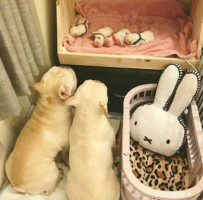 Ảnh: BrightSide Ảnh: BrightSide