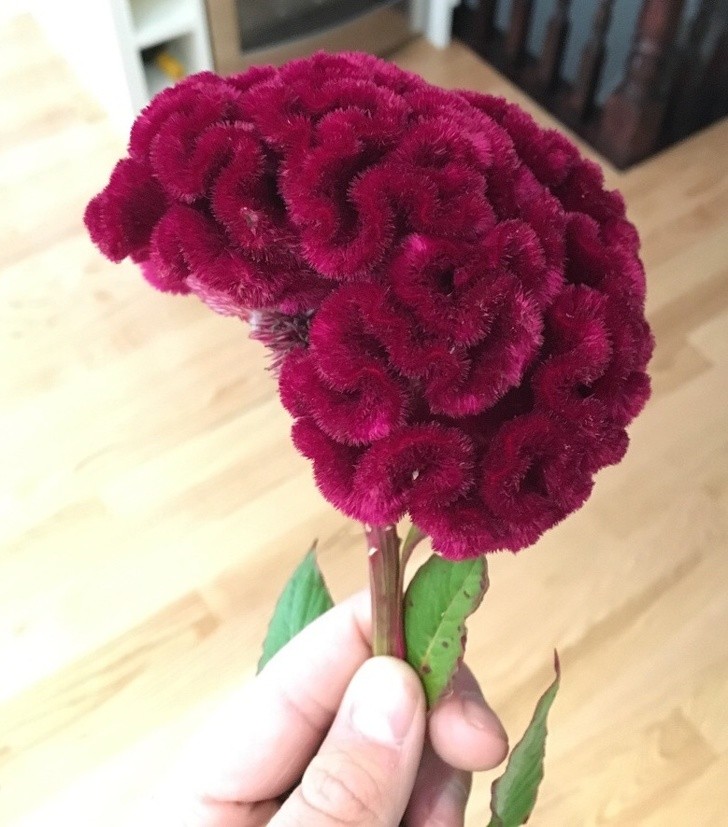 Ảnh: BrightSide Ảnh: BrightSide
