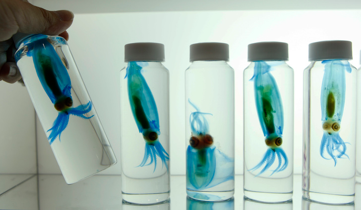 Ảnh: BrightSide Ảnh: BrightSide