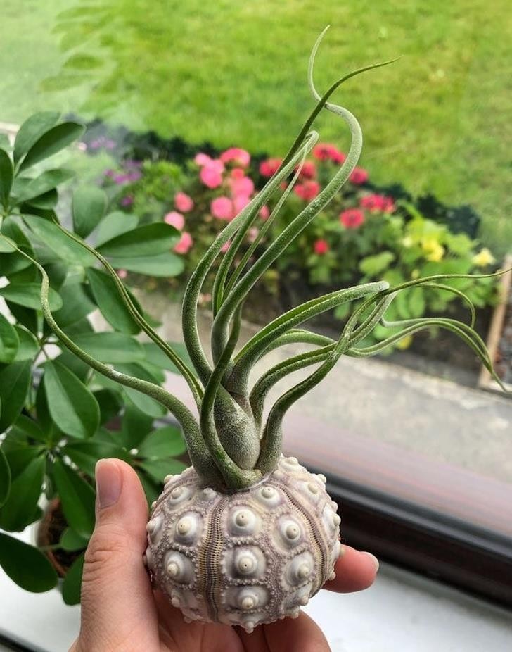 Ảnh: BrightSide Ảnh: BrightSide