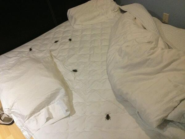 Ảnh: BrightSide Ảnh: BrightSide