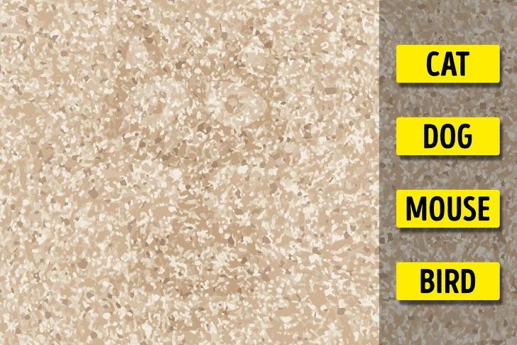 Ảnh: BrightSide Ảnh: BrightSide