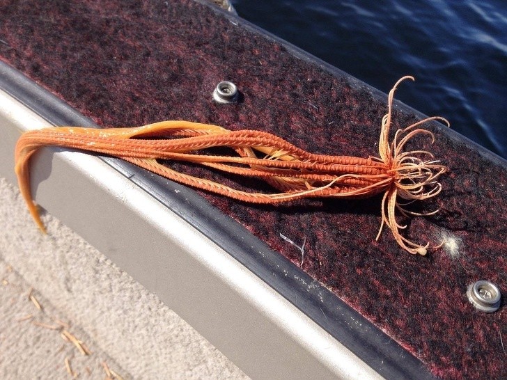 Ảnh: BrightSide Ảnh: BrightSide