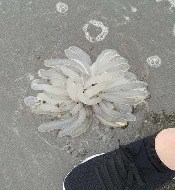 Ảnh: BrightSide Ảnh: BrightSide