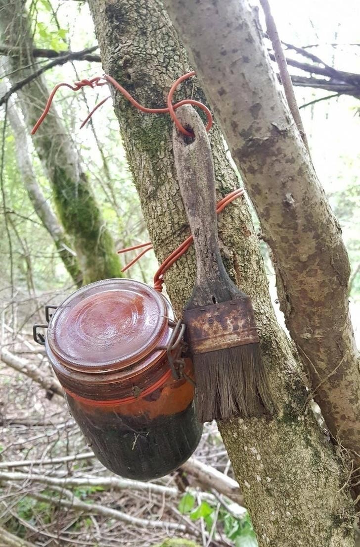 Ảnh: BrightSide Ảnh: BrightSide