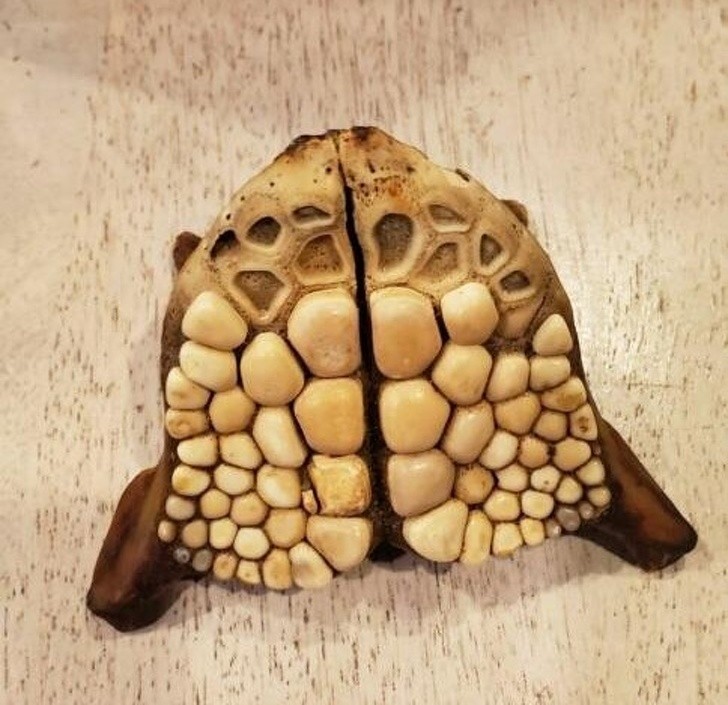 Ảnh: BrightSide Ảnh: BrightSide