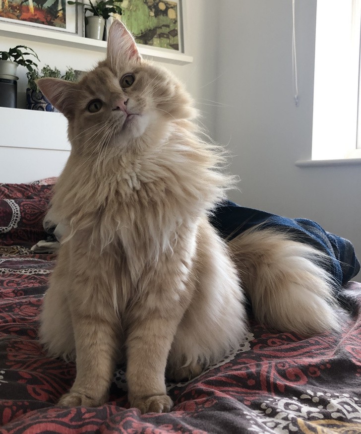 Ảnh: BrightSide Ảnh: BrightSide