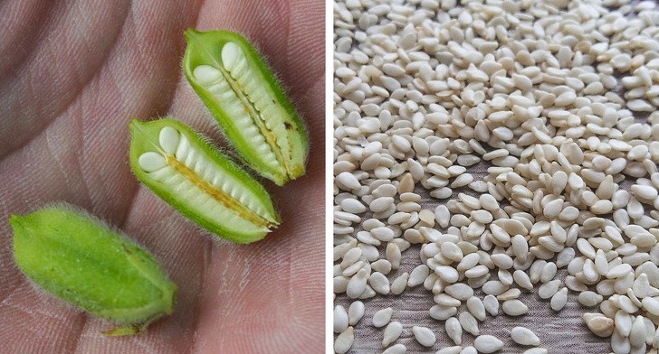 Ảnh: BrightSide Ảnh: BrightSide