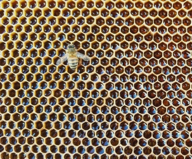 Ảnh: BrightSide Ảnh: BrightSide