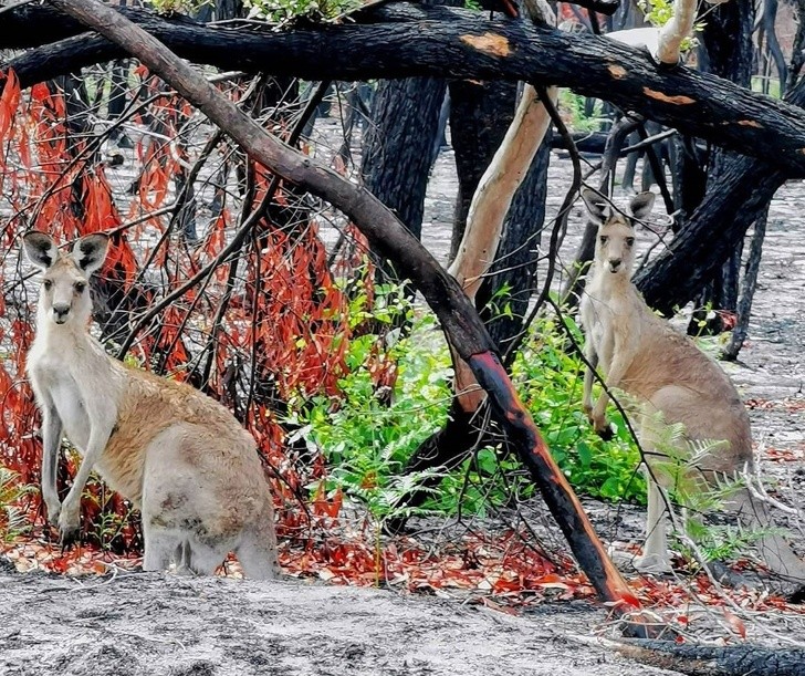 Ảnh: BrightSide Ảnh: BrightSide