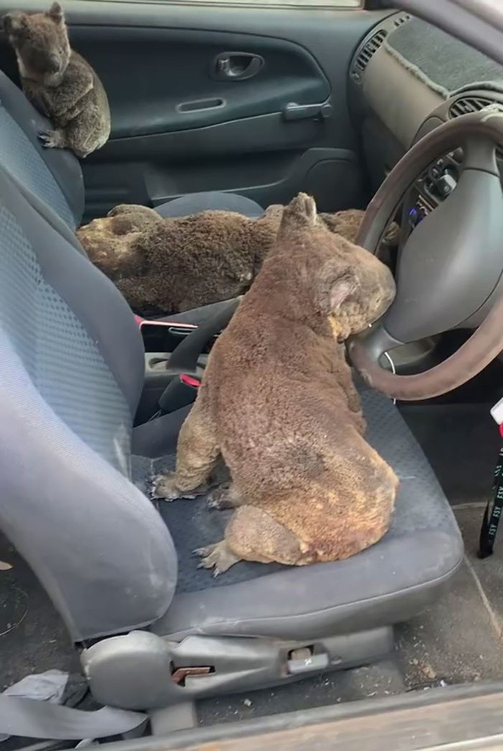 Ảnh: BrightSide Ảnh: BrightSide