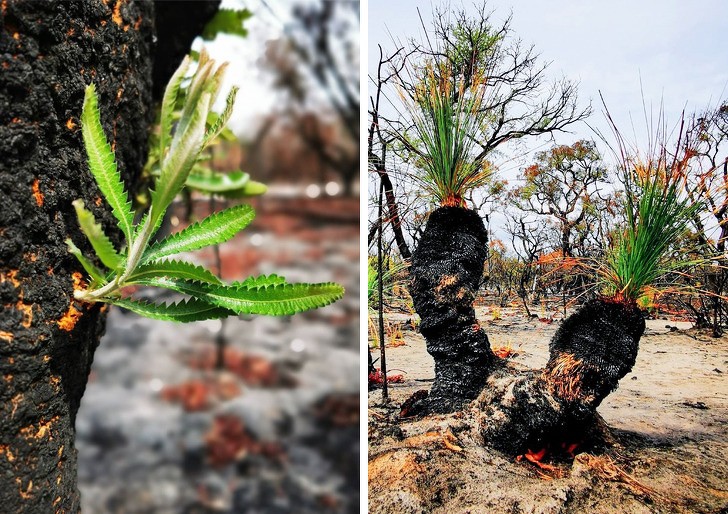 Ảnh: BrightSide Ảnh: BrightSide