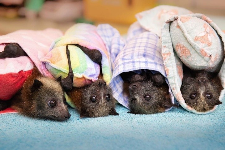 Ảnh: BrightSide Ảnh: BrightSide