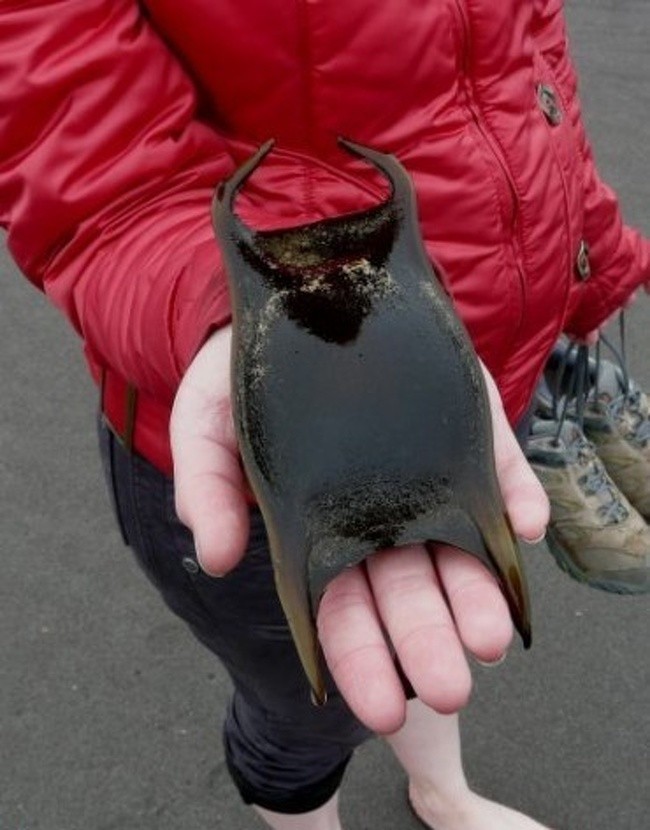 Ảnh: BrightSide Ảnh: BrightSide