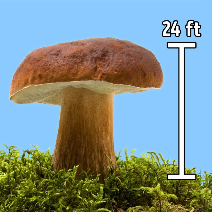 Ảnh: BrightSide Ảnh: BrightSide