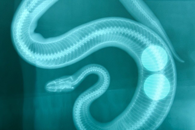 Ảnh: BrightSide Ảnh: BrightSide