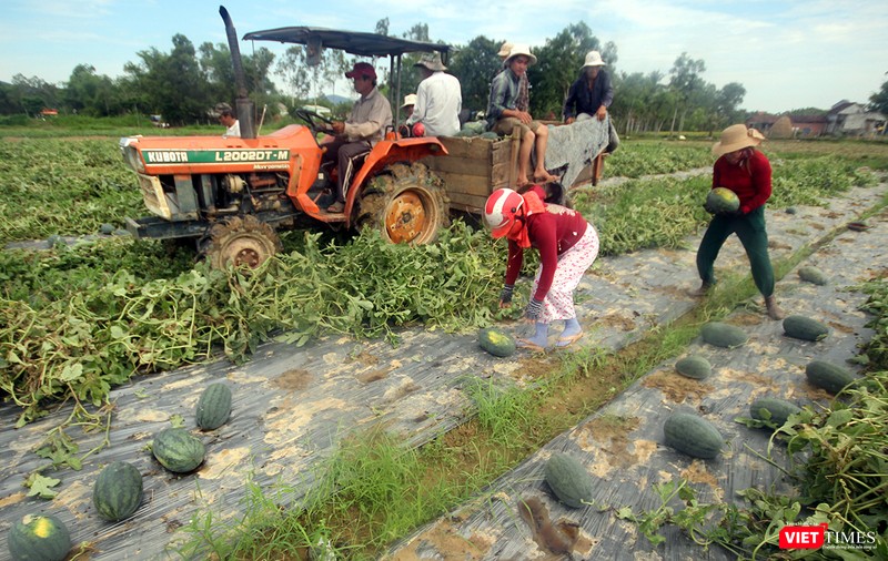 Quảng Nam: “Hắc Mỹ Nhân” chín đầy đồng, người trồng dưa đứng ngồi không yên ảnh 3